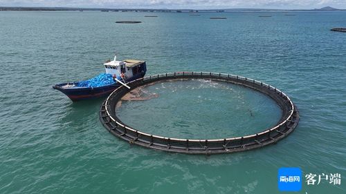 闖出精彩 臨高漁民敢闖敢試，向深海養殖進軍